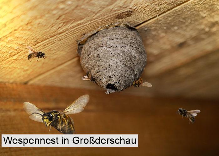 Wespennest in Großderschau